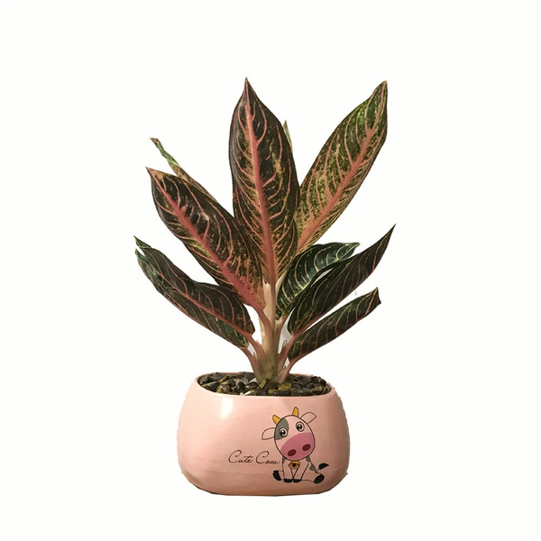 Cây để bàn làm việc hợp mệnh thổ