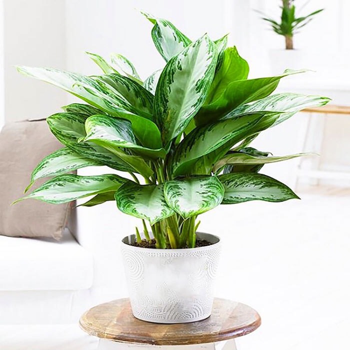 cây cảnh để bàn phong thủy