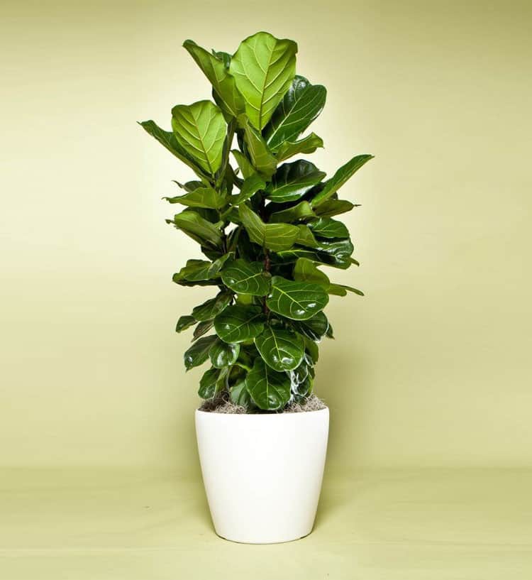 cây cảnh phong thủy trong văn phòng