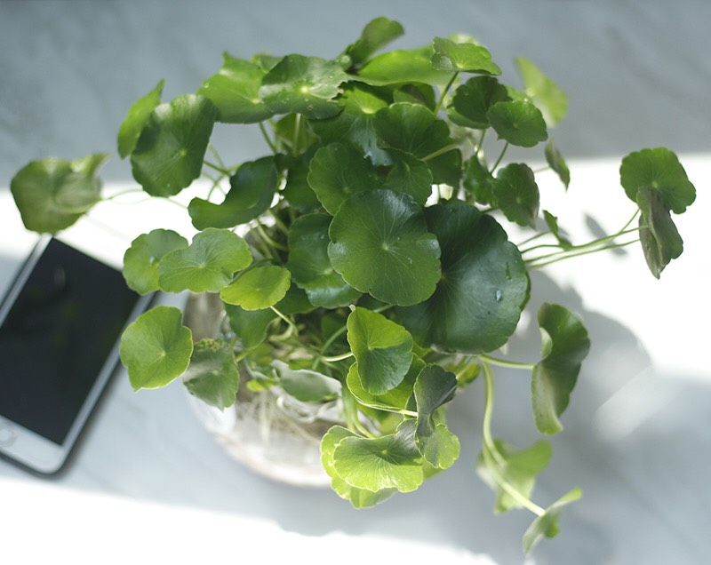 cây cảnh để bàn phong thủy