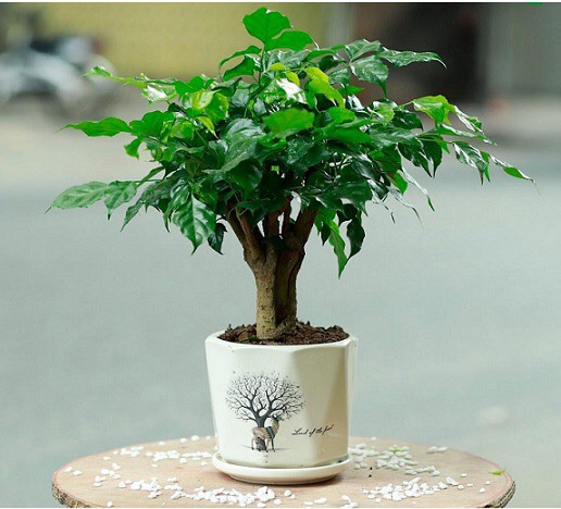 cây cảnh để bàn phong thủy