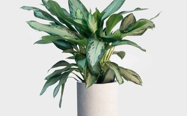 cây cảnh để bàn phong thủy