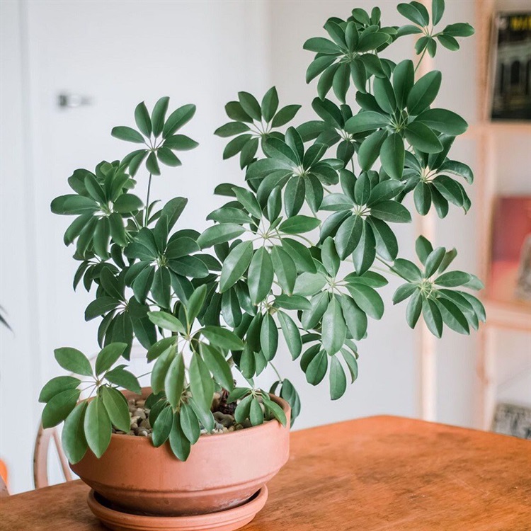 cây cảnh phong thủy trong văn phòng