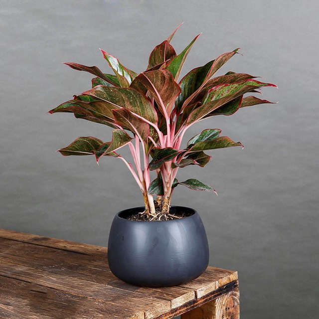 cây cảnh để bàn phong thủy