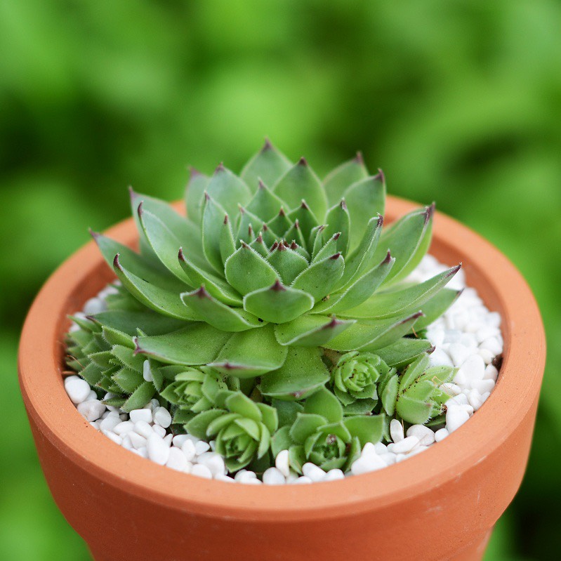 cây cảnh để bàn phong thủy