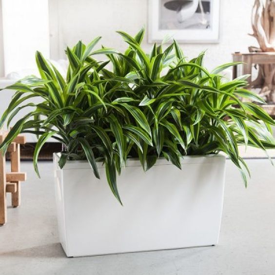 cây cảnh phong thủy văn phòng