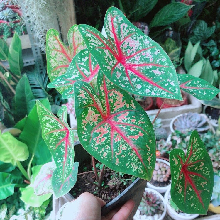 cây cảnh phong thủy văn phòng