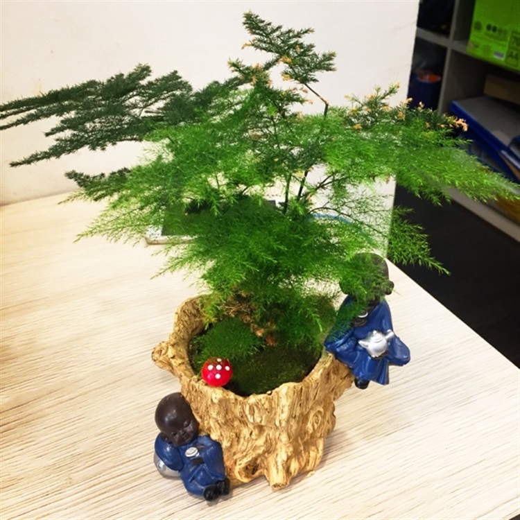 cây cảnh phong thủy văn phòng