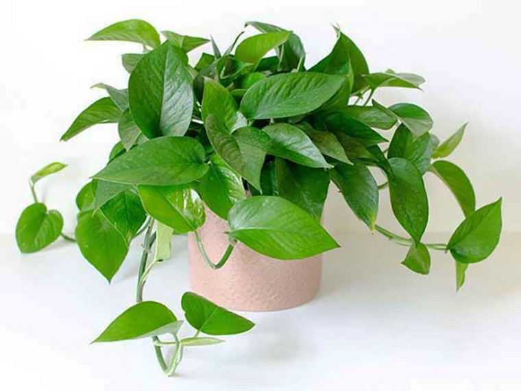 cây cảnh phong thủy văn phòng