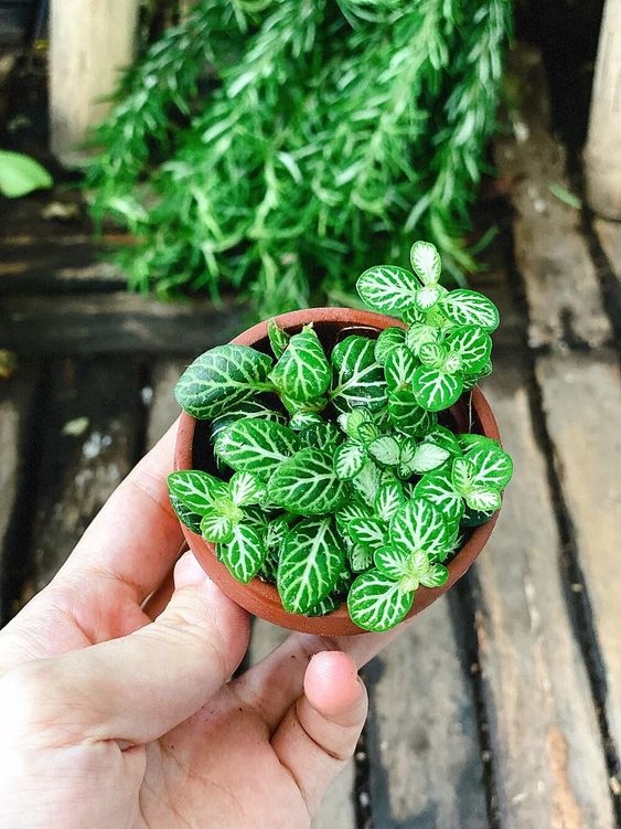 cây cảnh phong thủy để bàn