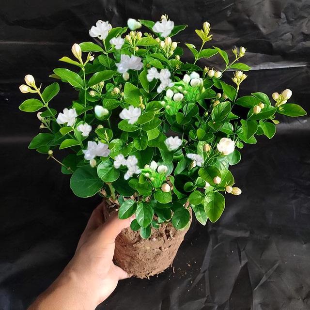 cây cảnh phong thủy trong phòng làm việc