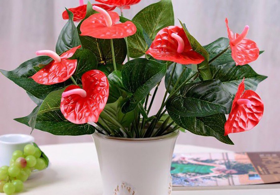 cây cảnh để trong nhà hợp phong thủy