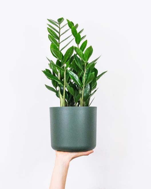 cây cảnh phong thủy để bàn
