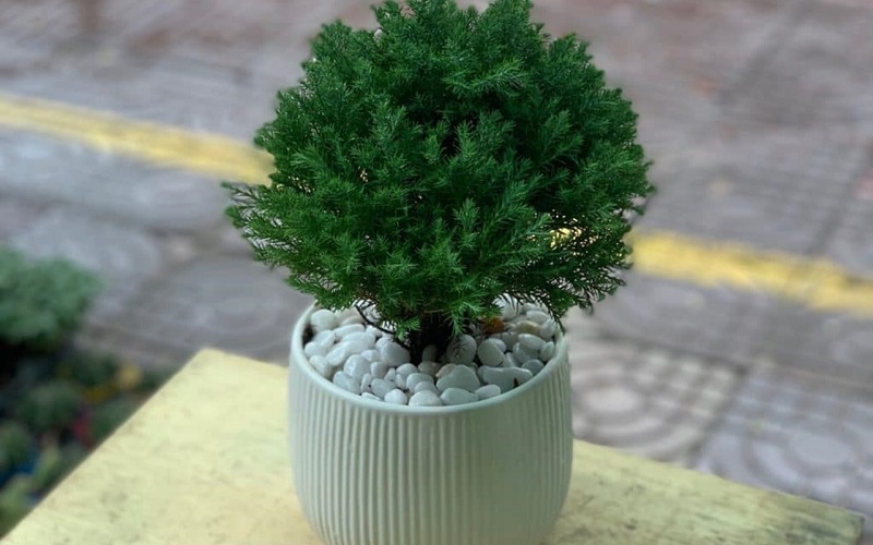 cây cảnh phong thủy để bàn