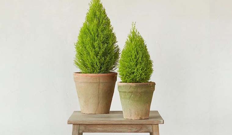 cây cảnh phong thủy để bàn