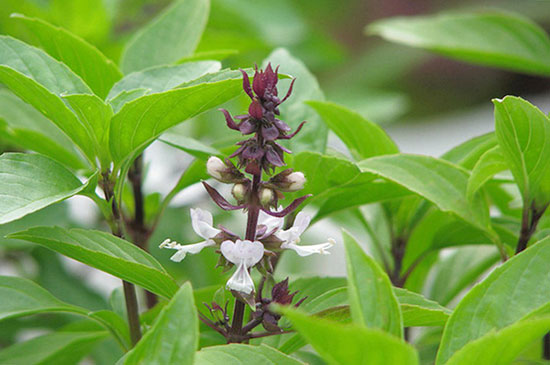 cây cảnh phong thủy trong phòng làm việc