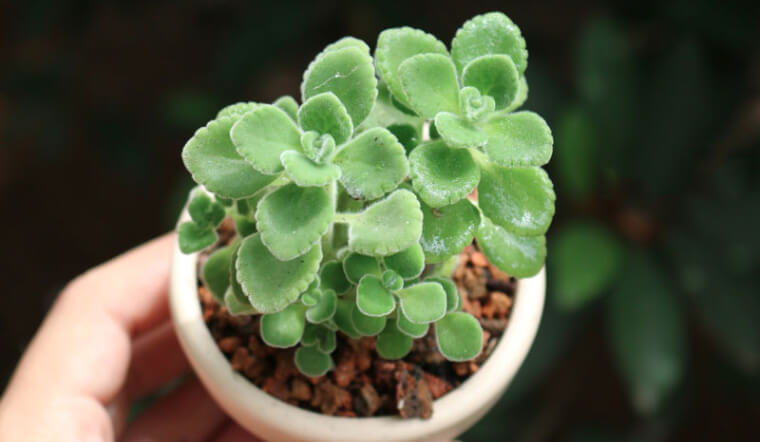 cây cảnh phong thủy trong phòng làm việc