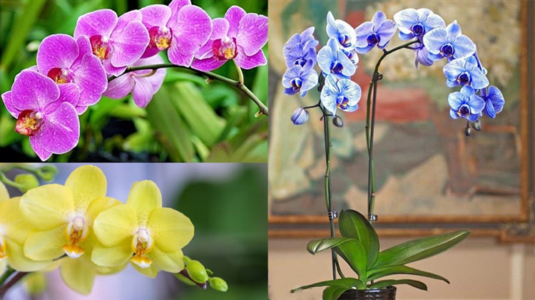 cây cảnh để trong nhà hợp phong thủy