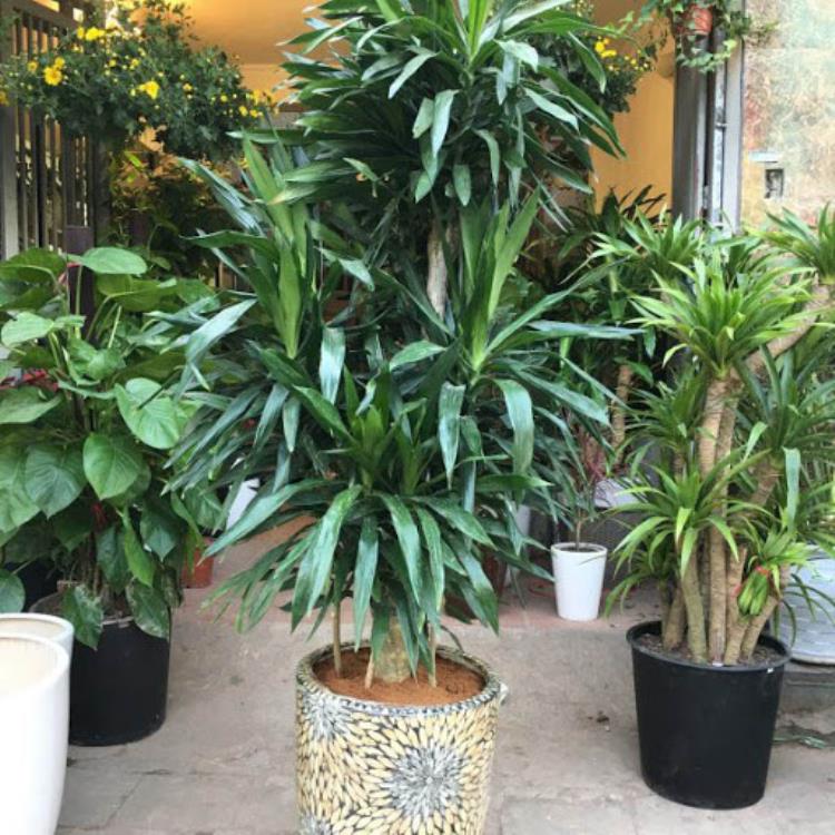 cây cảnh phong thủy trong phòng khách