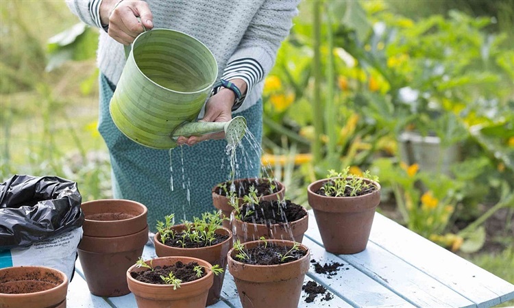 cây cảnh phong thủy trong phòng khách