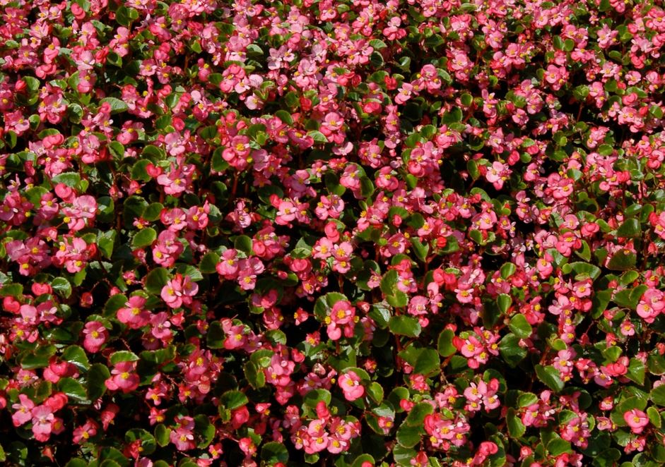 Thu hai duong | Chau hoa treo | Cay treo ban cong