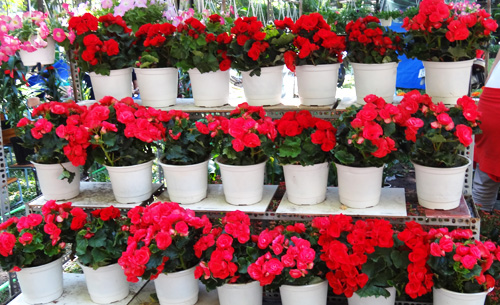 Thu hai duong | Chau hoa treo | Cay treo ban cong