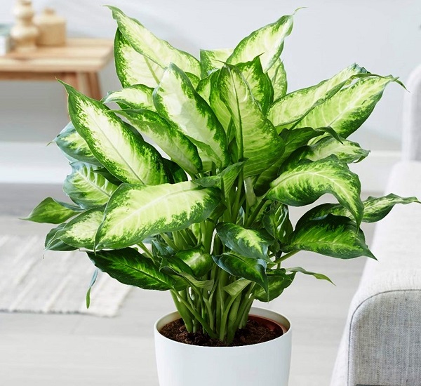 Cây cảnh hút tài lộc vào nhà