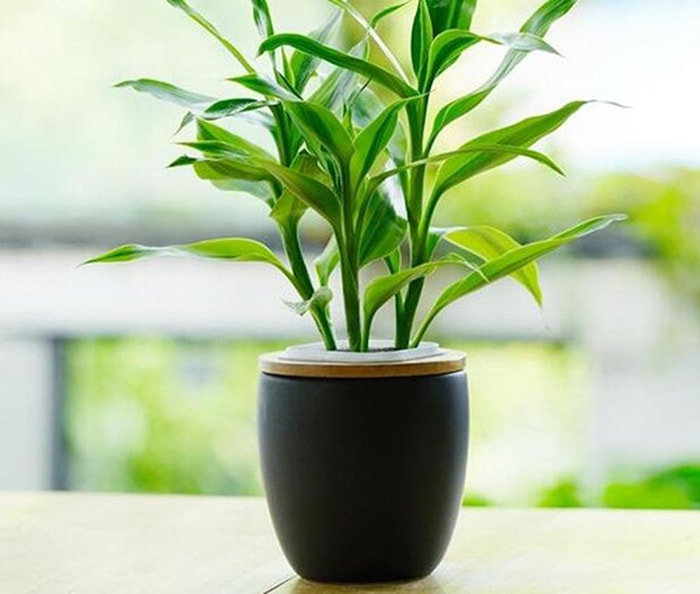 Cây cảnh hút tài lộc vào nhà