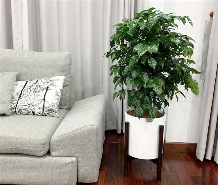 Cây cảnh hút tài lộc vào nhà