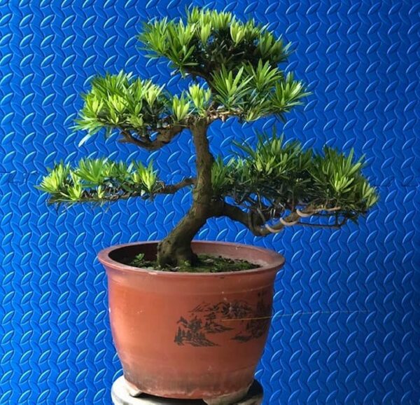 Cây cảnh hút tài lộc vào nhà