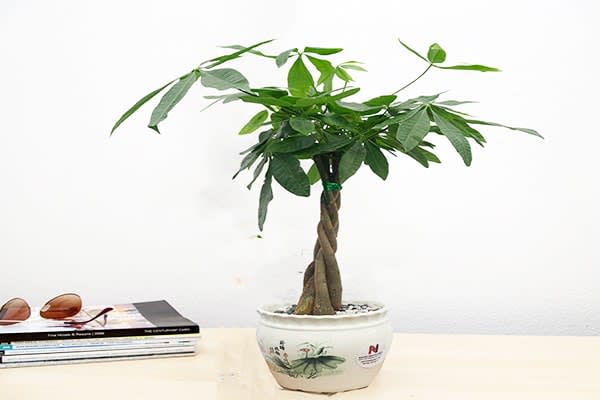 Cây cảnh phong thủy trong phòng làm việc