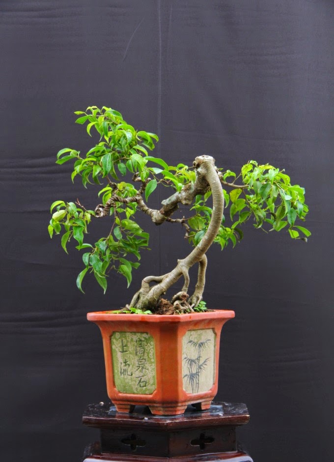 Cây cảnh phong thủy trong phòng làm việc