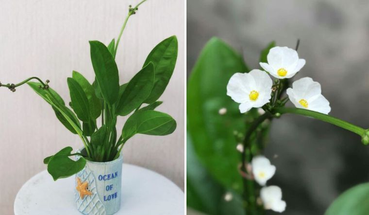 Cây cảnh phong thủy trong phòng làm việc