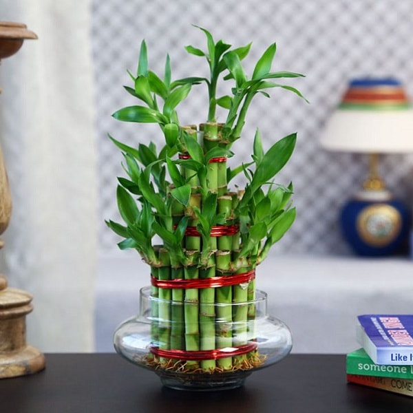 Cây cảnh phong thủy trong phòng làm việc