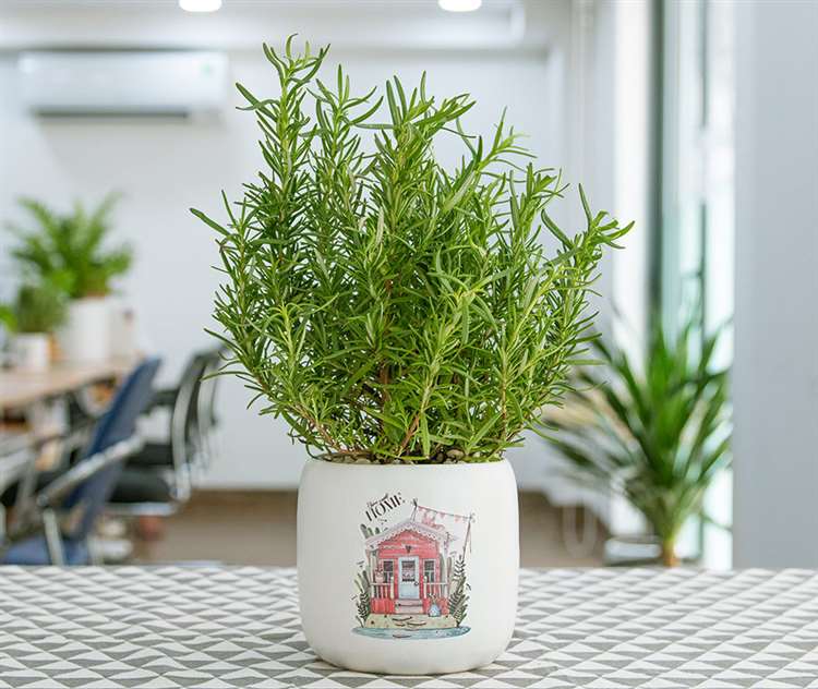 Cây cảnh trong nhà tốt cho sức khỏe