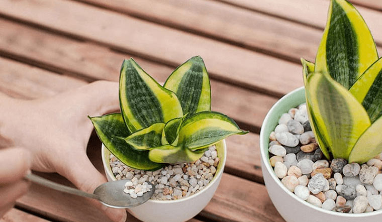Cây cảnh trong nhà tốt cho sức khỏe