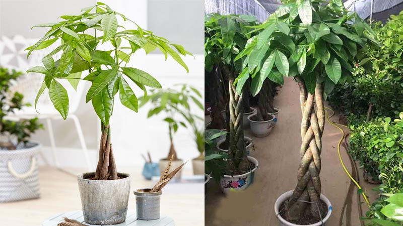 Cây cảnh văn phòng dễ sống