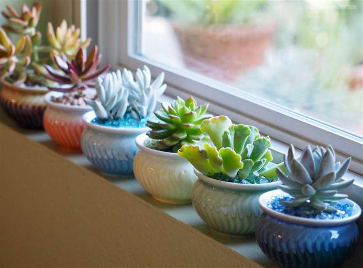 Cây cảnh văn phòng dễ sống