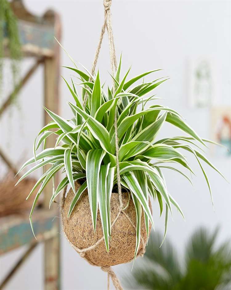 Cây cảnh văn phòng giá rẻ