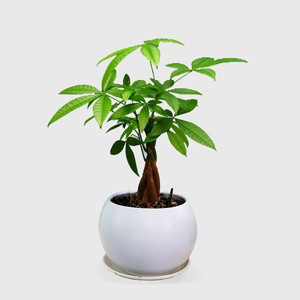 Cây cảnh văn phòng giá rẻ