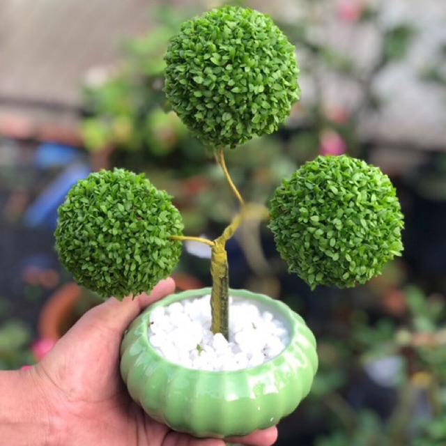  cây cảnh văn phòng tại Hà Nội