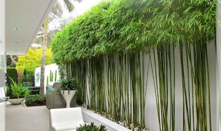  cây cảnh văn phòng tại Hà Nội