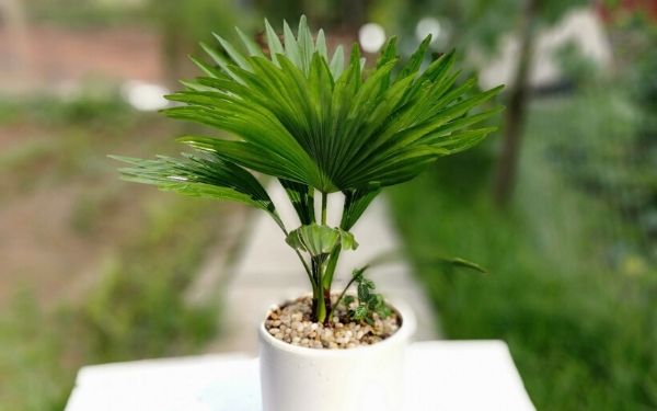  cây cảnh văn phòng tại Hà Nội