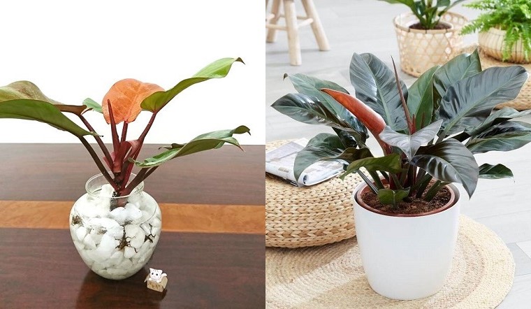 Cây để bàn làm việc hợp mệnh Mộc