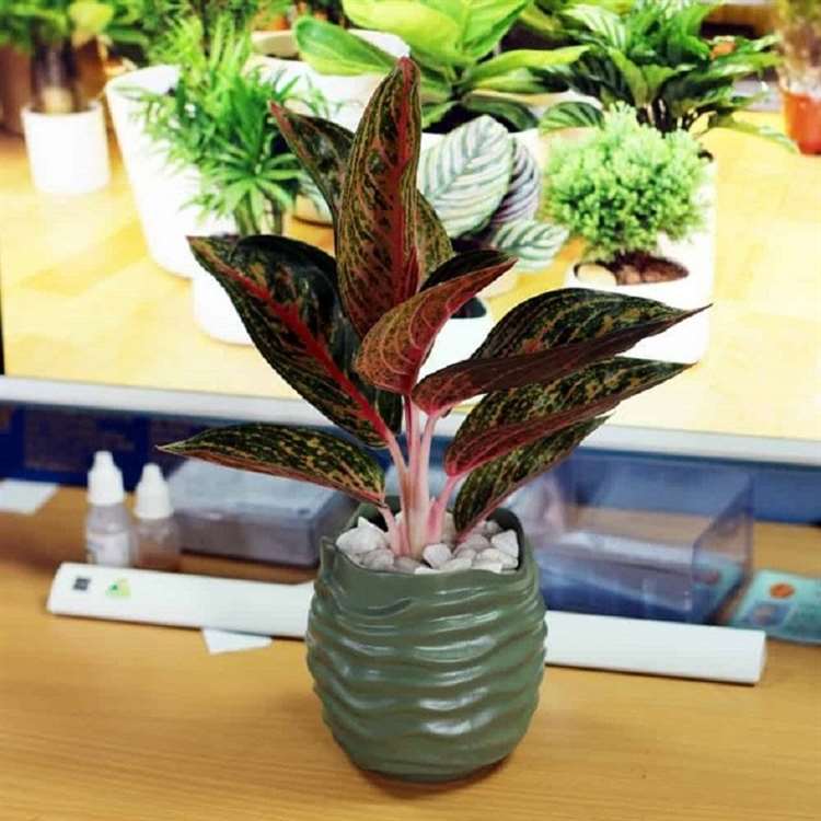 Cây để bàn làm việc hợp mệnh Thổ