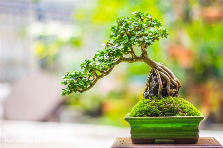 Cây để trong phòng làm việc