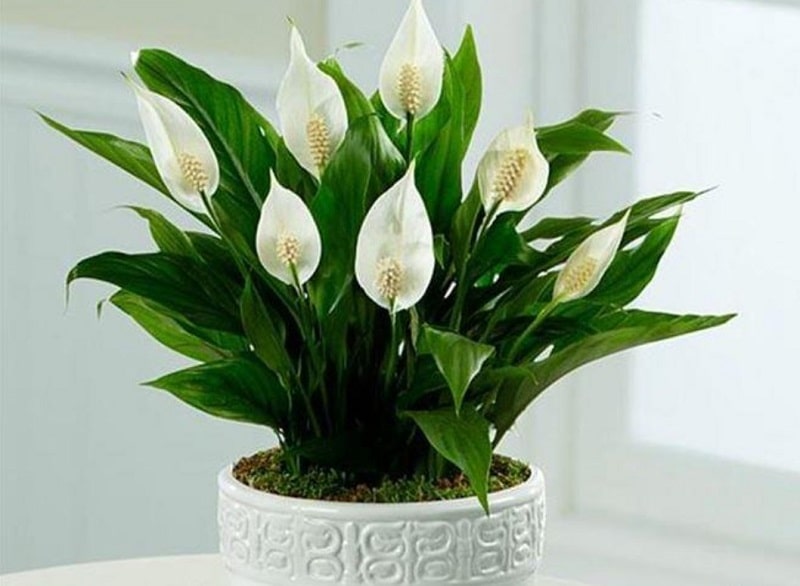 Cây để trong phòng làm việc