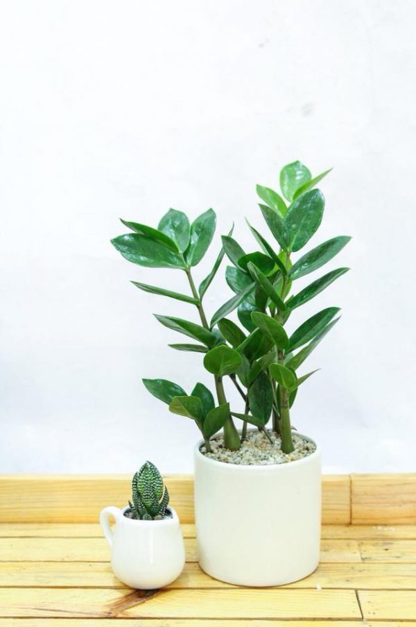 Cây văn phòng để bàn