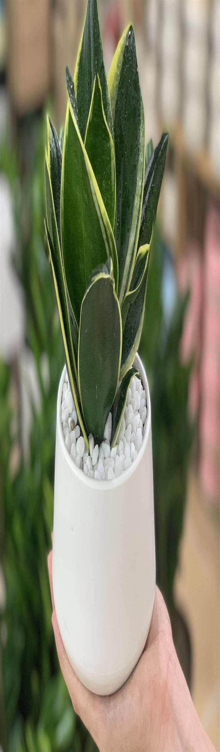 Cây văn phòng để bàn