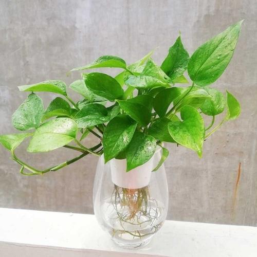 Cây văn phòng để bàn